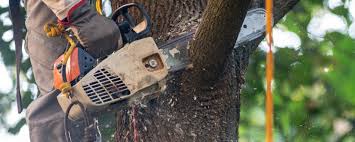 Best Tree and Shrub Care  in Redwood City, CA