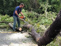 Best Tree Maintenance Programs  in Redwood City, CA