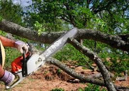 Best Leaf Removal  in Redwood City, CA