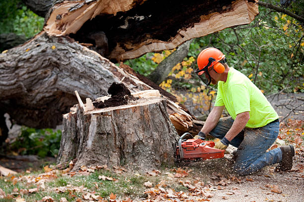 Best Tree Risk Assessment  in Redwood City, CA