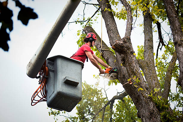 Best Tree Removal  in Redwood City, CA