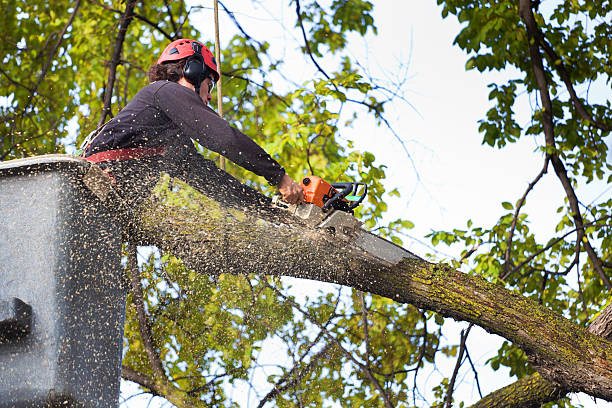 How Our Tree Care Process Works  in  Redwood City, CA